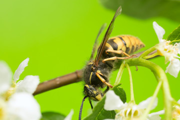 Common wasp, Vespa vulgaris on bird cherry