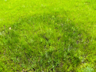 Green grass background