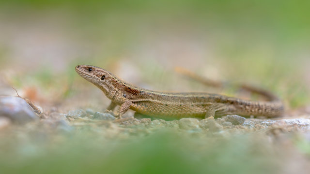Viviparous lizard in grass