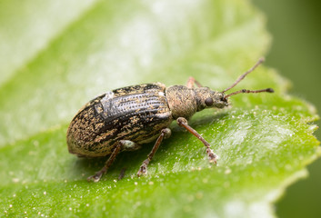 Weevil on birch leaf