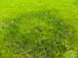 Green grass background