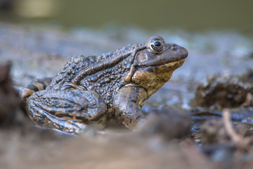 Naklejka premium Big Marsh frog