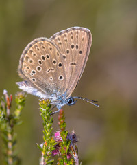 Alcon blue butterfly vertical