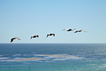 Brown pelicans flying over the ocean