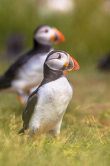 Two Puffins Portrait