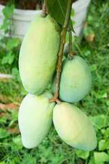 mangoes