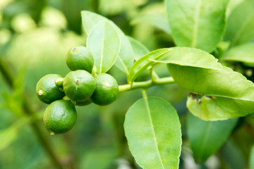 Obraz premium lime