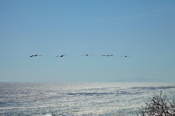 Brown pelicans flying over the ocean