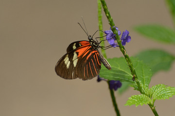 Common Cattleheart Butterfly Parides iphidamus feeding off of nectar from flower at Butterfly Pavilion, Colorado