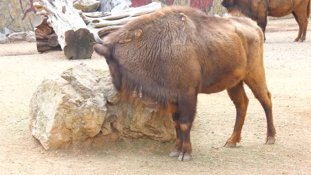 American Bison Buffalo side profile (4K)