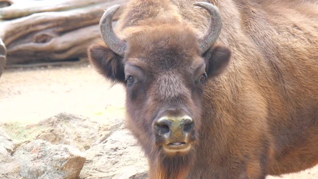 American Bison Buffalo side profile (4K)