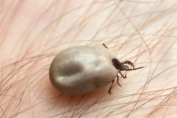 Castor bean tick, Ixodes ricinus, carrier of diseases like tbe and borreliosis filled with blood crawling on human skin