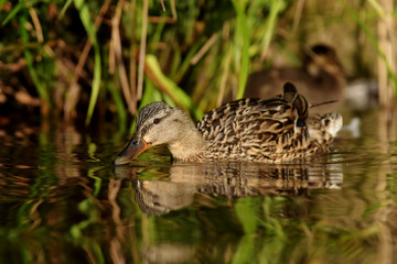 Mallard, Duck - Female with nestling.