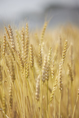 Fototapeta premium 黄金色の麦畑