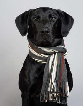 Studio Portrait of a Black Labrador Retriever wearing a striped knit scarf