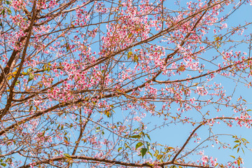 Wild Himalayan Cherry flower (Prunus cerasoides),Giant tiger flo
