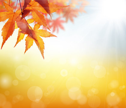 秋,背景,紅葉,もみじ,葉,爽やか,美しい,光,輝き,10月,日本,バックグラウンド,赤い,11月,イメージ,風景 
