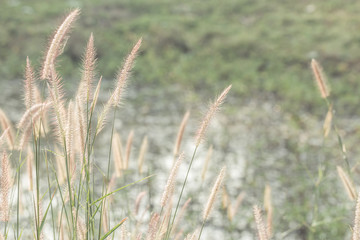 Fototapeta premium flower grass