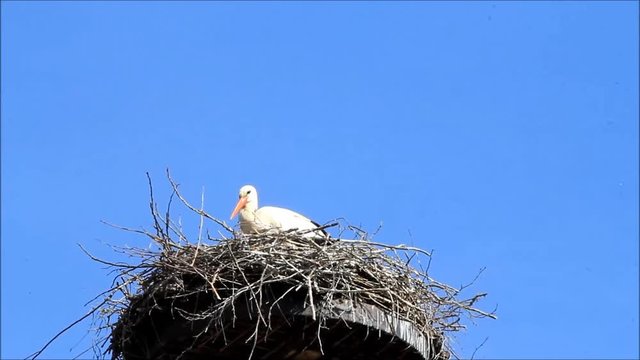 pair storks in nest, blue sky, texture

