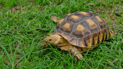 turtle