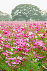 DeFocus Cosmos Flower Field Blurred From the Wind Background Tex