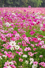 DeFocus Cosmos Flower Field Blurred From the Wind Background Tex