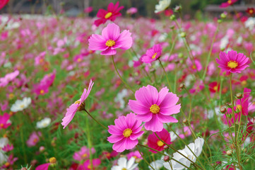 DeFocus Cosmos Flower Field Blurred From the Wind Background Tex