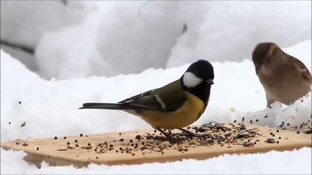 feeding place for wild birds in snow

