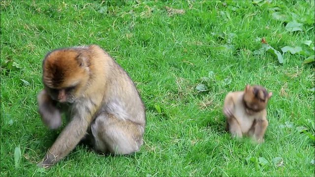 monkey Macaca sylvanus with baby eating grass
