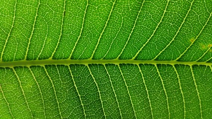 Green leaves background texture