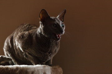 Animals at home. Egyptian mau cat portrait