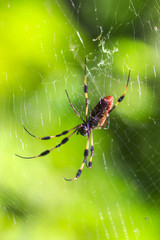 Golden silk orb weaver spider