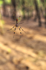 Golden silk orb weaver spider