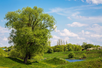 Rural landscape in the spring sunny day