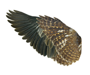 Wings isolated on white