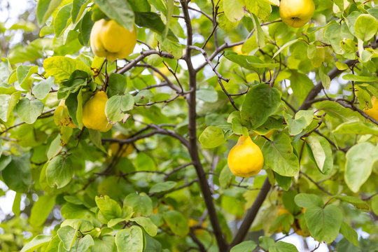 yellow pears on tree