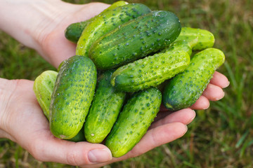 Cucumbers in hand of woman on green grass background