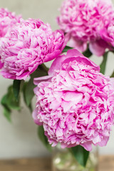 Obraz premium lush pink peonies in vase