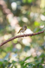 Yellow-browed Warbler on the branch in nature