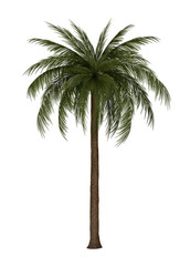 Illustration of palm tree