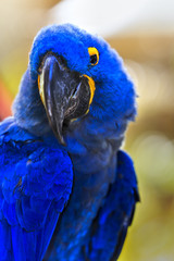 Close-up of Hyacinth Macaw