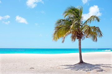Palm tree on the beach at Palm Beach on Aruba island in the Cari