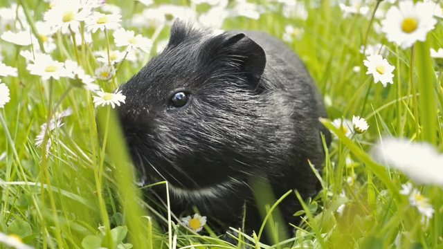Guinea pig eating grass outside in the garden. Guinea pig (Cavia porcellus) is a popular household pet.