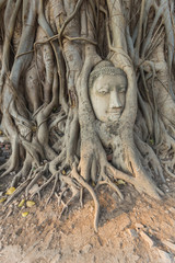 Fototapeta na wymiar Head of Buddha statue in Banyan Tree