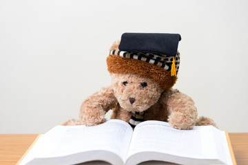 Teddy bear graduate reads a book.back to school.education concept.