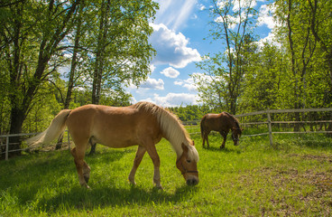 Naklejka premium Horses grazing on green meadow