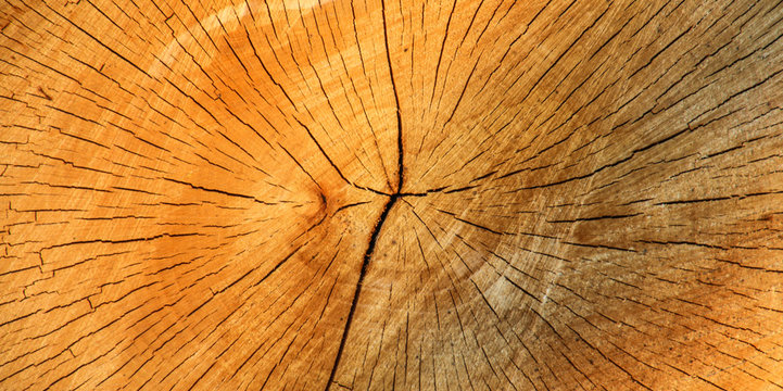 Holzstamm im Querschnitt