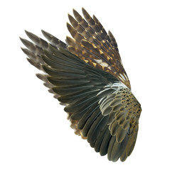 Wings : bird: pinion:wings air:fly Isolated on white