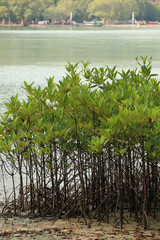 green mangroves growing in tropical seaside beach