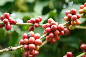 Coffee beans ripening on the branch